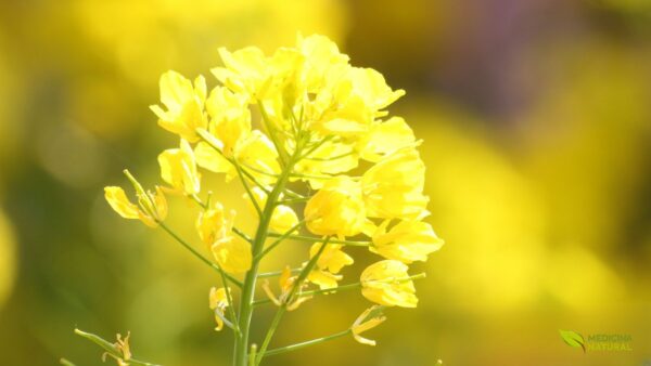 Brassica alba - MOSTARDA-BRANCA