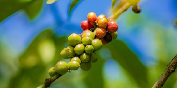 Cerejas de café verdes e maduras no pé, com folhas ao fundo