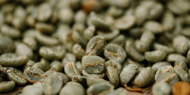 Grãos de café verdes, ainda crus, vistos de perto