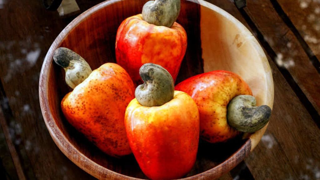 Caju - Anacardium occidentale
