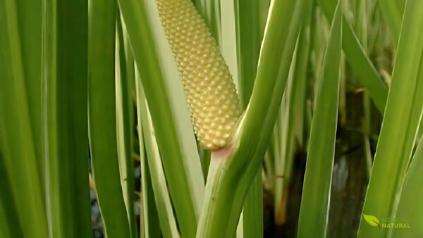 Cálamo-aromático - Acorus calamus