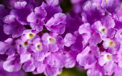 Cambará (Lantana): Flores Que Aliviam Tosse e Inflamação