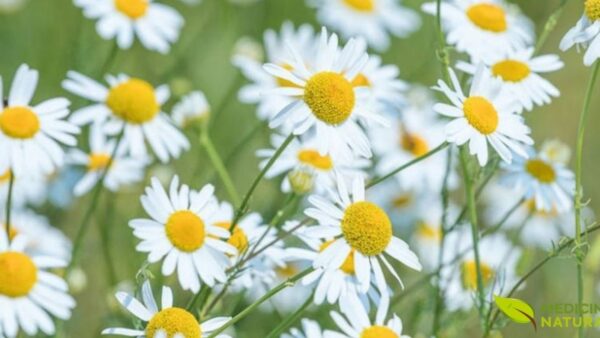 Presente na RENISUS por sua ação calmante, anti-inflamatória e digestiva. A camomila é uma das plantas mais dispensadas nas Farmácias Vivas do SUS, atendendo desde cólicas infantis até ansiedade em adultos, com segurança comprovada para todas as faixas etárias.