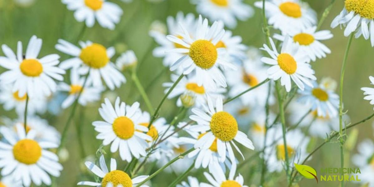 Presente na RENISUS por sua ação calmante, anti-inflamatória e digestiva. A camomila é uma das plantas mais dispensadas nas Farmácias Vivas do SUS, atendendo desde cólicas infantis até ansiedade em adultos, com segurança comprovada para todas as faixas etárias.