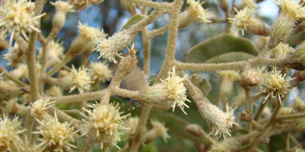Capítulos florais creme da candeia (Moquiniastrum polymorphum) reunidos na ponta dos ramos