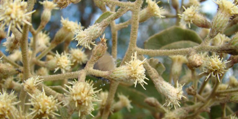 Capítulos florais creme da candeia (Moquiniastrum polymorphum) reunidos na ponta dos ramos