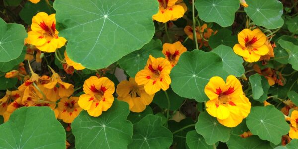 Canteiro de capuchinhas com flores amarelas e vermelhas e folhas redondas