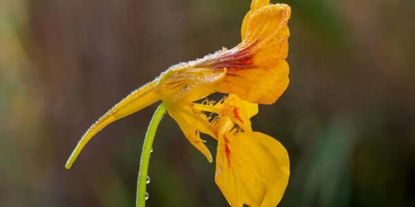 Flor amarela de capuchinha vista de lado, com a espora alongada e gotas de orvalho