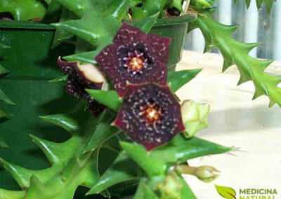 Caralluma fimbriata