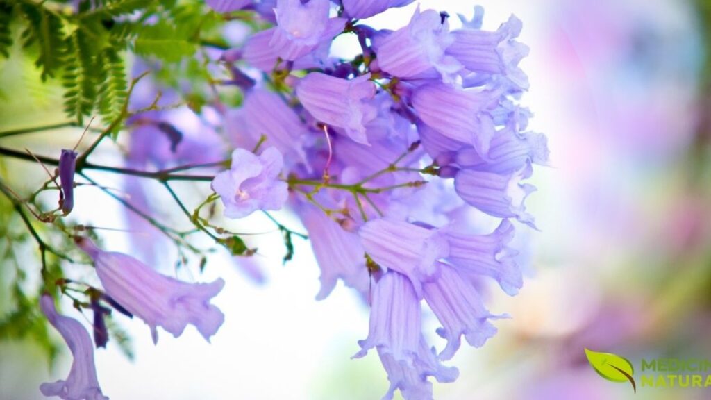 Jacaranda spp - CAROBA; CAROBINHA