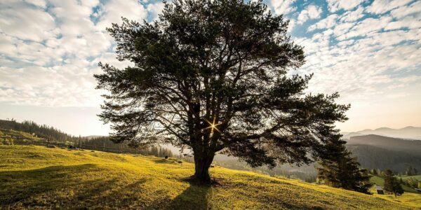 Folha lobada de Quercus alba, com os lóbulos arredondados característicos da espécie