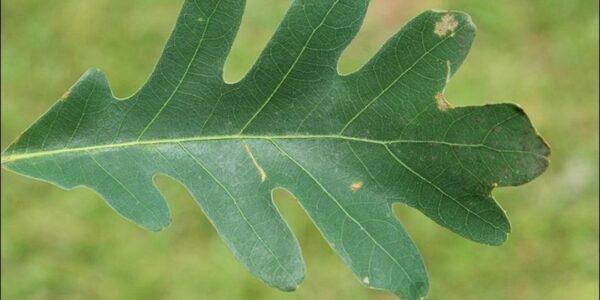 Ramos de carvalho-branco (Quercus alba) com folhas lobadas verde-escuras