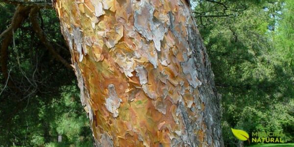 Casca laranja-avermelhada característica do pinheiro-silvestre (Pinus sylvestris)