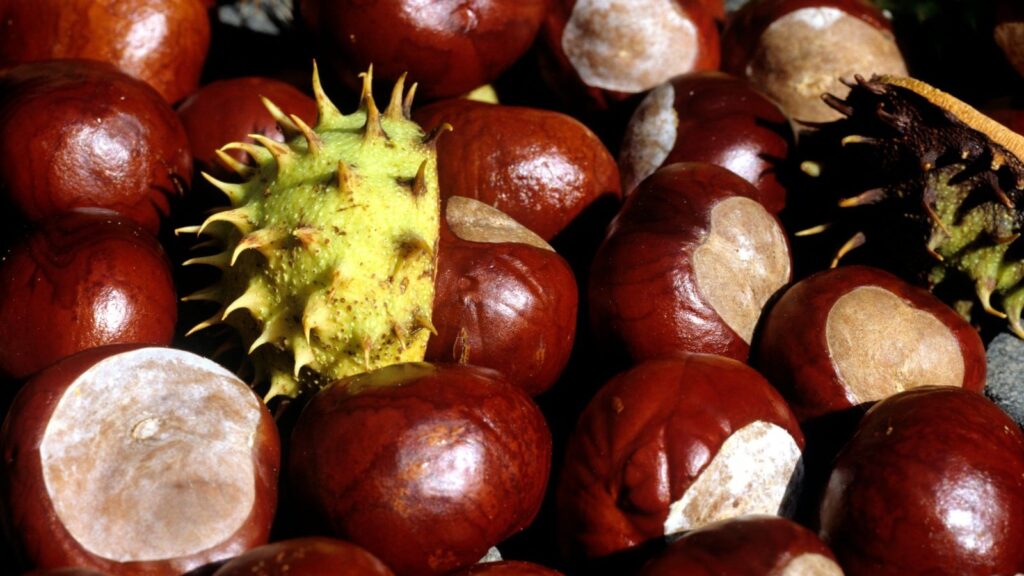 Castanha-da-Índia - Aesculus hippocastanum