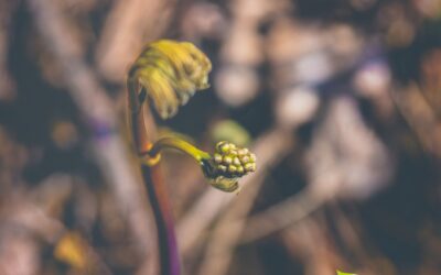 Cohosh Azul: Aliado Natural para Cólicas e Saúde da Mulher