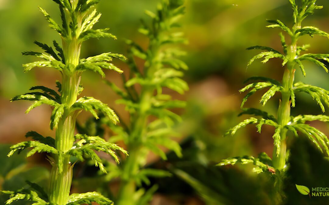 Cavalinha: saiba para que serve a planta