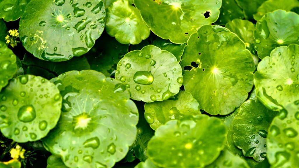 Centelha - Centella asiatica