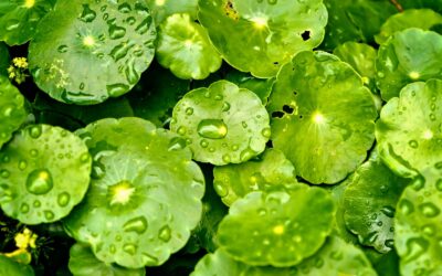 Chá de Centella asiatica: Guia Completo Para a Saúde