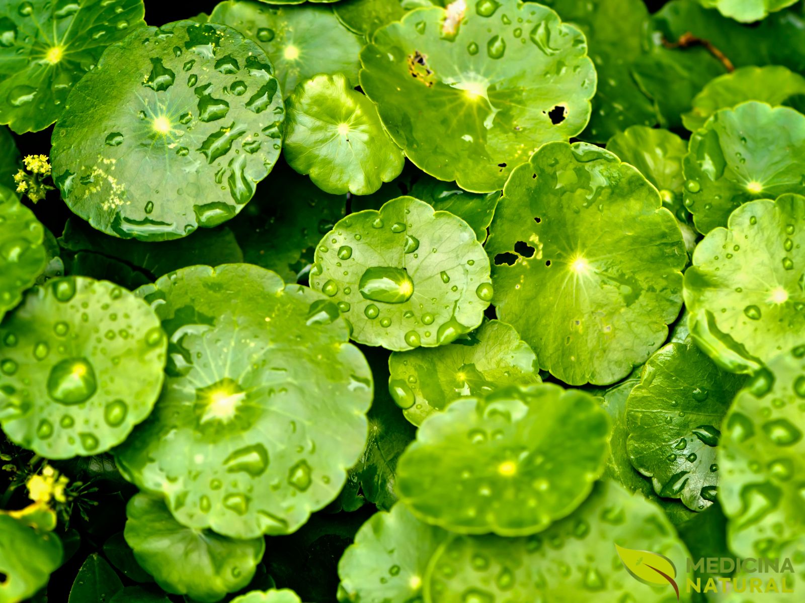 Centelha - Centella asiatica