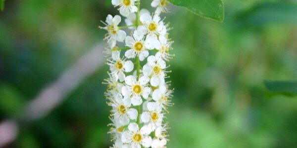 Cacho alongado de flores brancas de cerejeira-negra (Prunus serotina) com estames amarelos e folha ao fundo