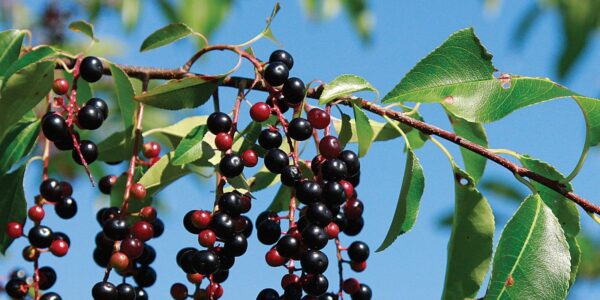 Ramo de cerejeira-negra (Prunus serotina) com cachos de frutos maduros pretos e frutos imaturos vermelhos entre folhas serrilhadas