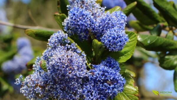 Chá-de-Nova-Jersey - Ceanothus americanus