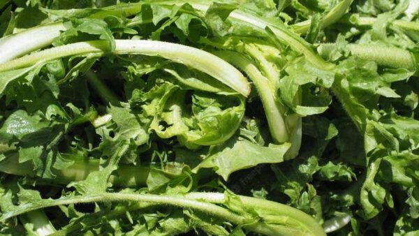 Variedade de chicória com folhas crespas, ideal para saladas e refogados. A diversidade de formas e sabores da chicória a torna uma hortaliça fascinante e indispensável em uma dieta saudável.