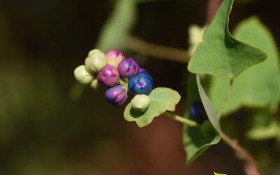 Cipó-de-Cobra: Guia Completo da Planta Medicinal
