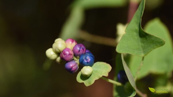 Persicaria perfoliata - CIPÓ-DE-COBRA