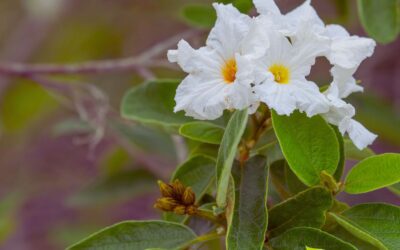 Anacahuita: Planta Medicinal Para Reumatismo e Tosse