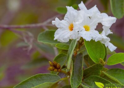 Flores da Cordia boissieri, destacando suas pétalas brancas e o centro amarelo-dourado. Esta imagem revela a beleza intrínseca que faz desta planta uma escolha popular para jardins. Cada flor, em formato de funil, é um exemplo da perfeição da natureza e um convite para apreciar os detalhes da flora nativa do Texas e do México.