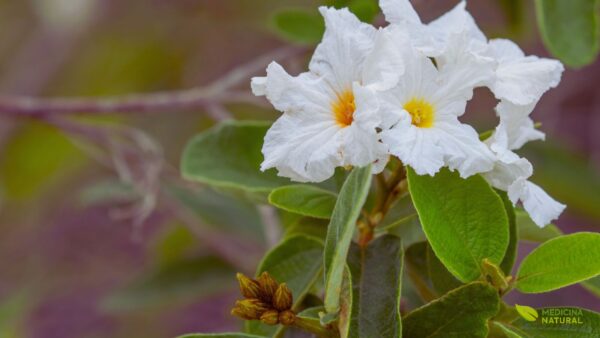 Flores da Cordia boissieri, destacando suas pétalas brancas e o centro amarelo-dourado. Esta imagem revela a beleza intrínseca que faz desta planta uma escolha popular para jardins. Cada flor, em formato de funil, é um exemplo da perfeição da natureza e um convite para apreciar os detalhes da flora nativa do Texas e do México.
