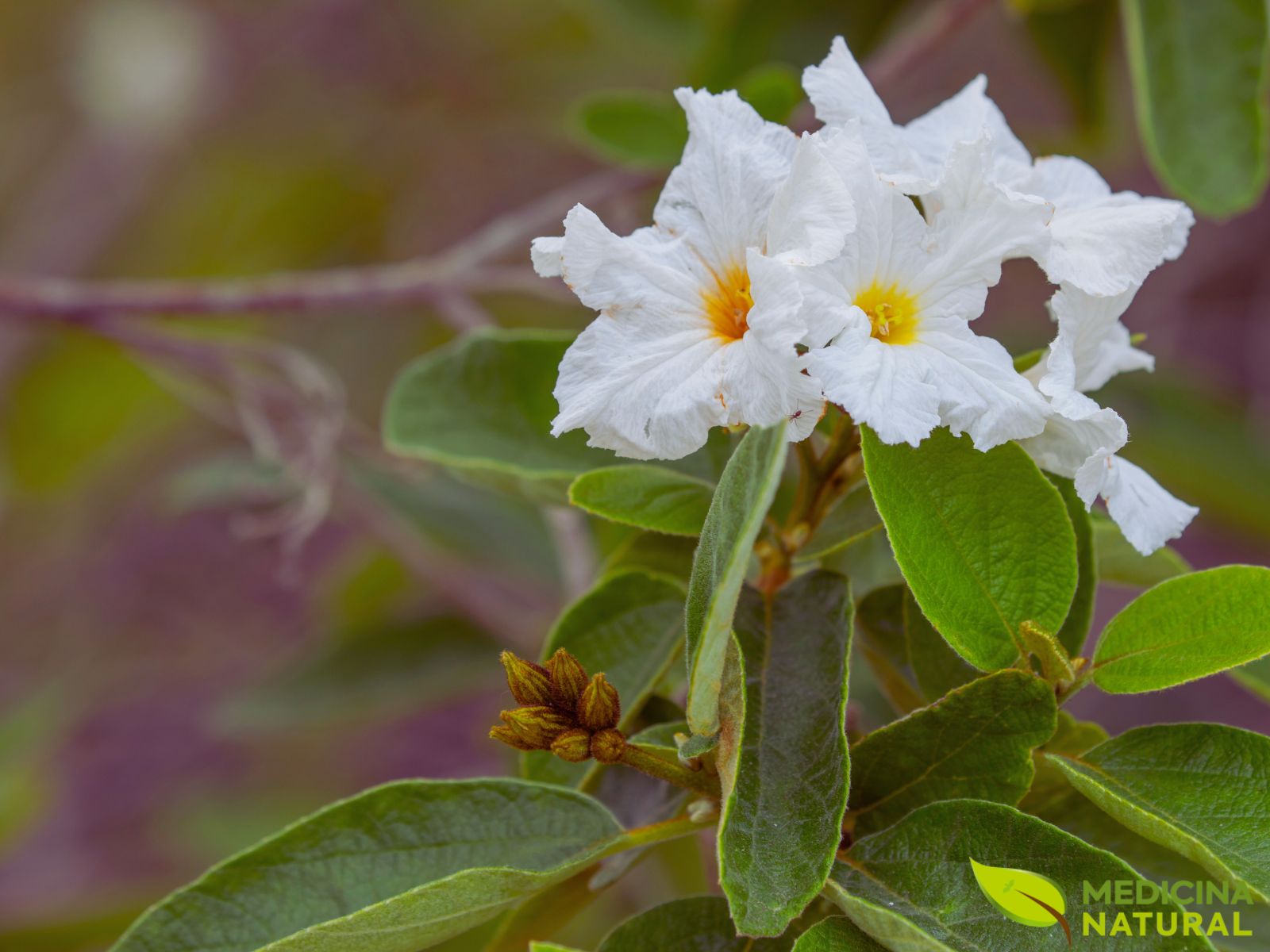 Flores da Cordia boissieri, destacando suas pétalas brancas e o centro amarelo-dourado. Esta imagem revela a beleza intrínseca que faz desta planta uma escolha popular para jardins. Cada flor, em formato de funil, é um exemplo da perfeição da natureza e um convite para apreciar os detalhes da flora nativa do Texas e do México.