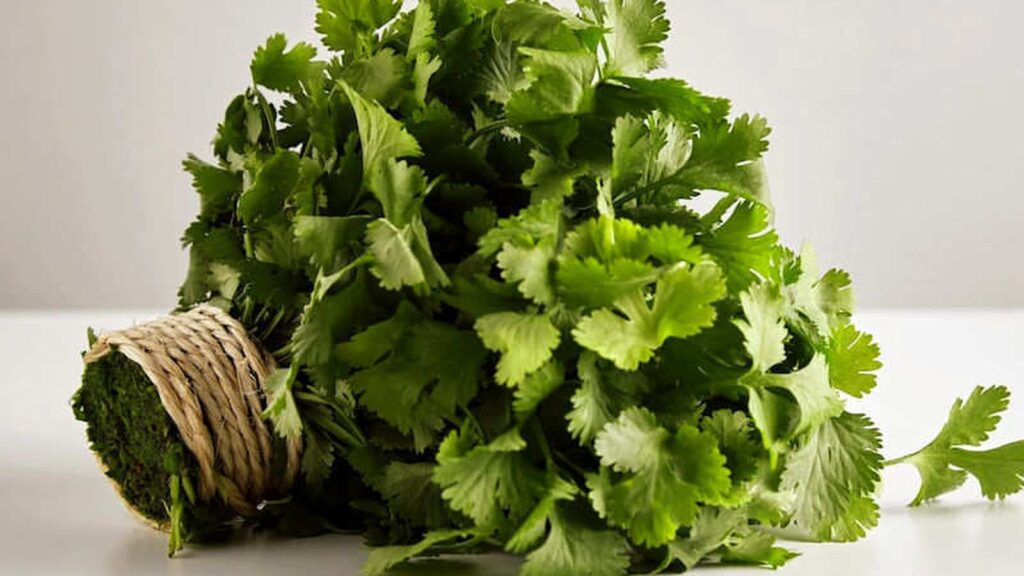 O coentro fresco, com suas folhas verdes e vibrantes, é um tesouro da medicina natural. Suas propriedades desintoxicantes e digestivas são conhecidas há séculos, auxiliando na eliminação de metais pesados e promovendo o bem-estar do sistema digestivo.