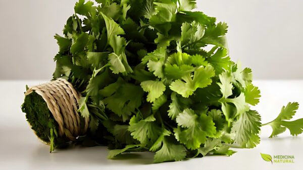 O coentro fresco, com suas folhas verdes e vibrantes, é um tesouro da medicina natural. Suas propriedades desintoxicantes e digestivas são conhecidas há séculos, auxiliando na eliminação de metais pesados e promovendo o bem-estar do sistema digestivo.