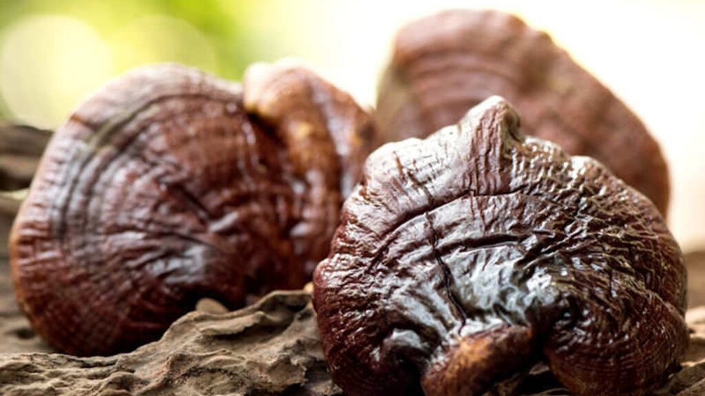 O cogumelo Reishi, ou Ganoderma lucidum, é frequentemente encontrado crescendo em árvores em decomposição. Sua aparência envernizada e cor vibrante o destacam na floresta. Esta imagem capta a beleza natural e a robustez do cogumelo em seu habitat, um lembrete de sua origem orgânica e poder medicinal.