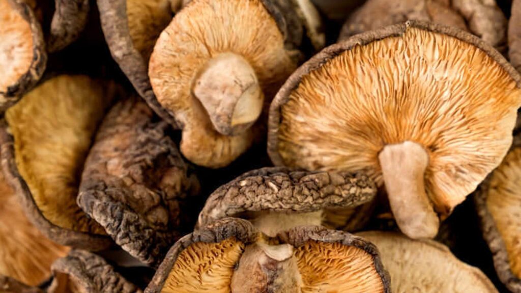 Shiitake - Lentinula edodes - Cogumelo-shitake