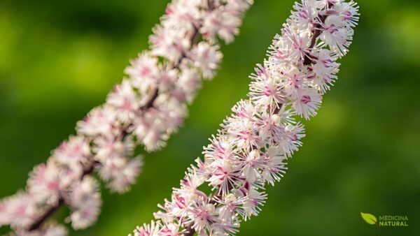 Cohosh-preto (black cohosh) - Cimicifuga racemosa