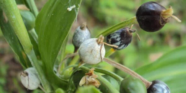 Sementes de coix ainda presas à planta, em tons de branco, cinza marmorizado e marrom-escuro, formato de gota