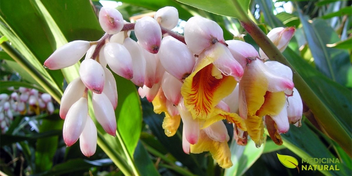 Flores da Alpinia speciosa. A textura cerosa das pétalas e os detalhes do labelo amarelo com estrias vermelhas são perfeitamente visíveis. Esta foto realça a complexidade botânica e a beleza singular que fazem da Colônia uma planta tão admirada em jardins de todo o mundo.
