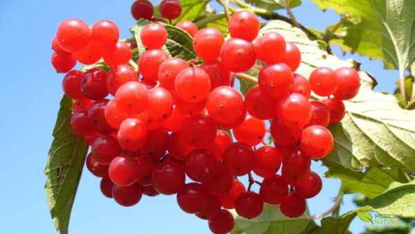 Cranberry (oxicoco-americano) - Vaccinium macrocarpon