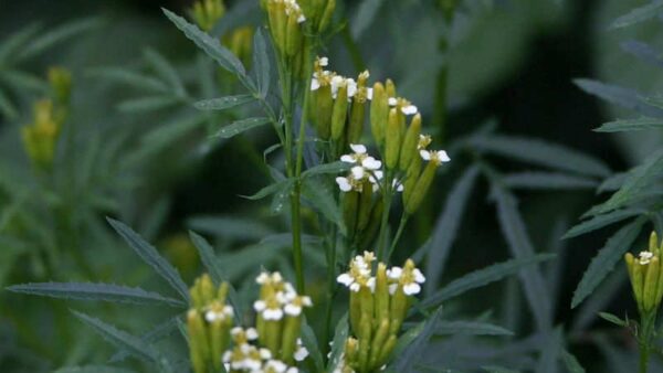 Cravo-de-defunto - Tagetes minuta