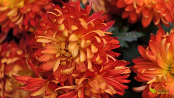 Crisântemo - Chrysanthemum morifolium