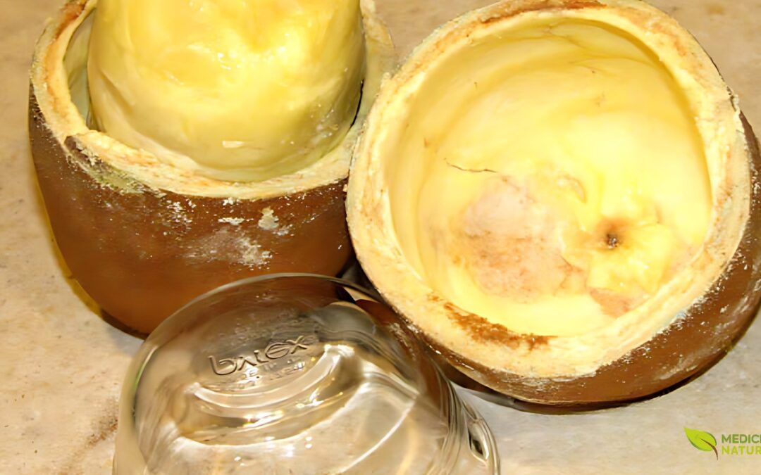 Cupuaçu: saiba para que serve o fruto