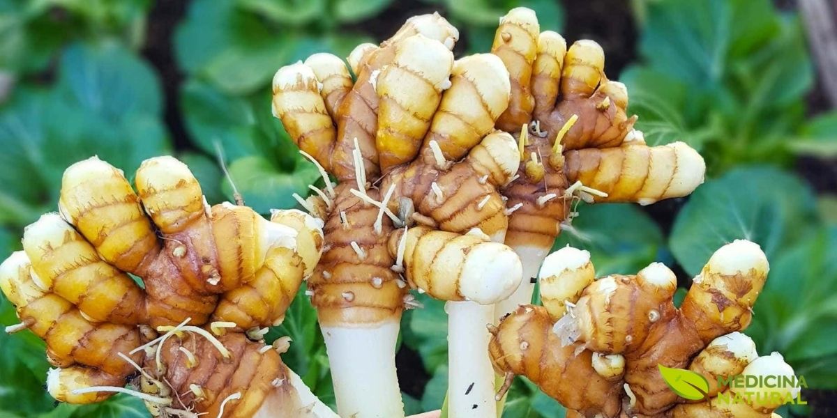 A cúrcuma (Curcuma longa), também conhecida como açafrão-da-terra, é uma planta herbácea perene da família Zingiberaceae, nativa do sul da Ásia. Esta imagem mostra os rizomas frescos recém-colhidos, ainda com terra e raízes, revelando a forma natural como são extraídos do solo. Os rizomas apresentam uma coloração externa marrom-alaranjada característica, enquanto seu interior possui um vibrante tom amarelo-alaranjado devido à presença da curcumina, seu principal composto bioativo. Esta raiz subterrânea é o tesouro medicinal da planta, utilizada há mais de 4.000 anos na medicina ayurvédica indiana e na medicina tradicional chinesa. Após a colheita, os rizomas são lavados, cozidos, secos ao sol e moídos para produzir o pó de cúrcuma que conhecemos.