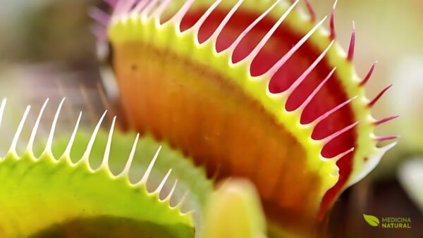 Dioneia - Dionaea muscipula