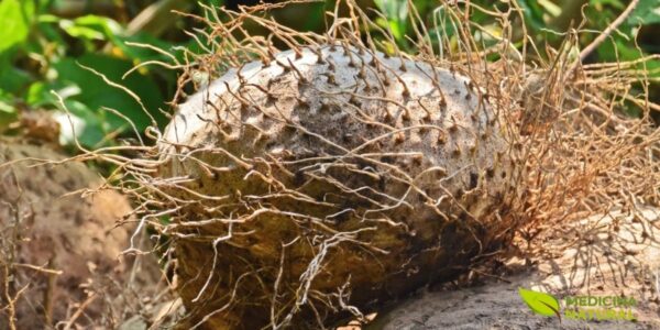 Tubérculos de Dioscorea hispida (inhame-tóxico)