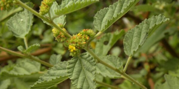 Ramo de douradinha (Waltheria communis) com folhas aveludadas verde-acinzentadas e pequenos botões e flores amarelas em cachos, sobre fundo de vegetação verde