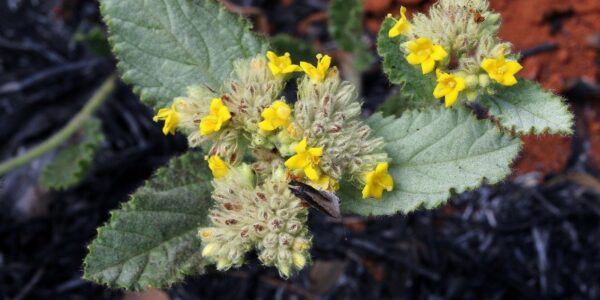 Ramo de douradinha (Waltheria communis) com folhas verde-acinzentadas serrilhadas e pequenas flores amarelas em forma de estrela, sobre solo avermelhado com vegetação queimada ao fundo