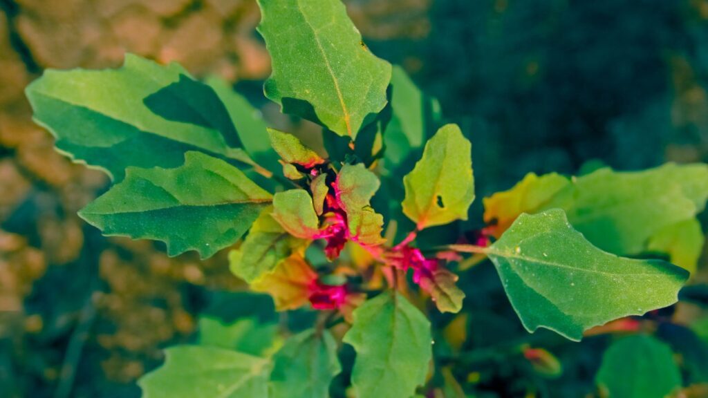 Dysphania ambrosioides / Chenopodium ambrosioides - ERVA-DE-SANTA-MARIA